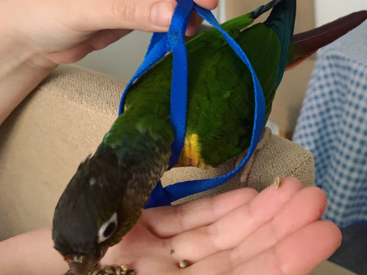 Parrot Training Pace and Results!